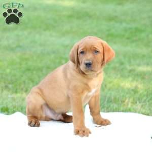 Domino, Fox Red Labrador Retriever Puppy